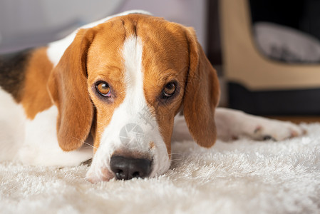 棕色地毯Beagle狗在白地毯板上睡得累有他们的背景Beagle狗在白地毯板上睡觉累背景