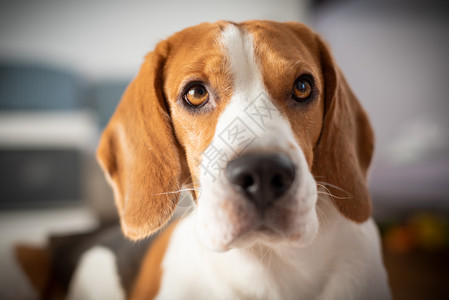 Beagle狗纯种的光亮肖像狗用他们的背景狗用纯种的光亮肖像图片