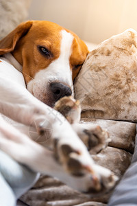 疲倦的狗睡在沙发上沙发上懒洋洋的小猎犬以狗为主题的背景疲倦的狗睡在沙发上沙发上懒洋洋的小猎犬背景图片