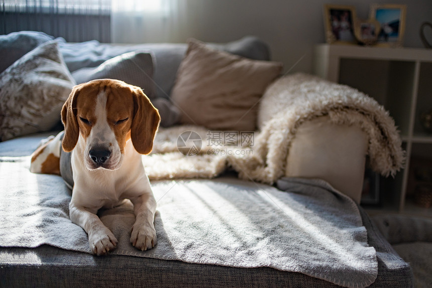 Beagle狗睡在舒适的沙发上太阳从窗户落下狗睡在舒适的沙发上太阳从窗户落下图片