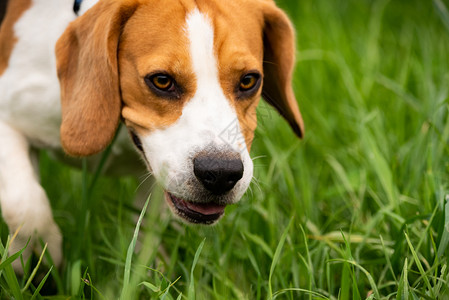 以自然狗为主题的户外比格犬肖像野外小猎犬写真图片