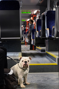 维也纳奥地利铁的法国斗牛犬看着摄影机垂直照片图片