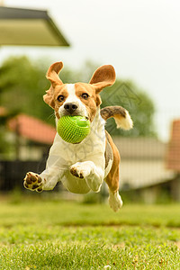 狗在花园的夏日阳光下和玩具绿色球一起跳来狗在花园的夏日中跳起来狗在花园的夏日中玩跳起来背景图片