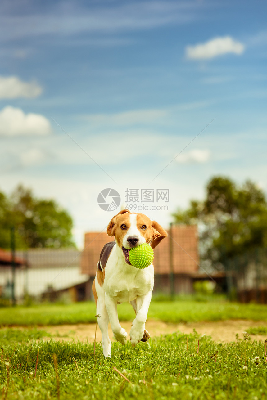 BeagleDogfun与绿色球一起在花园中奔跑图片