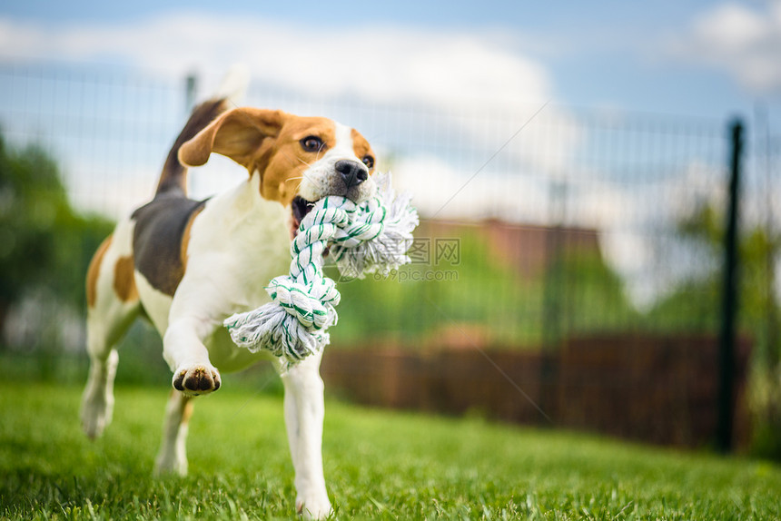 Beagle狗在室外用玩具跑向相机图片