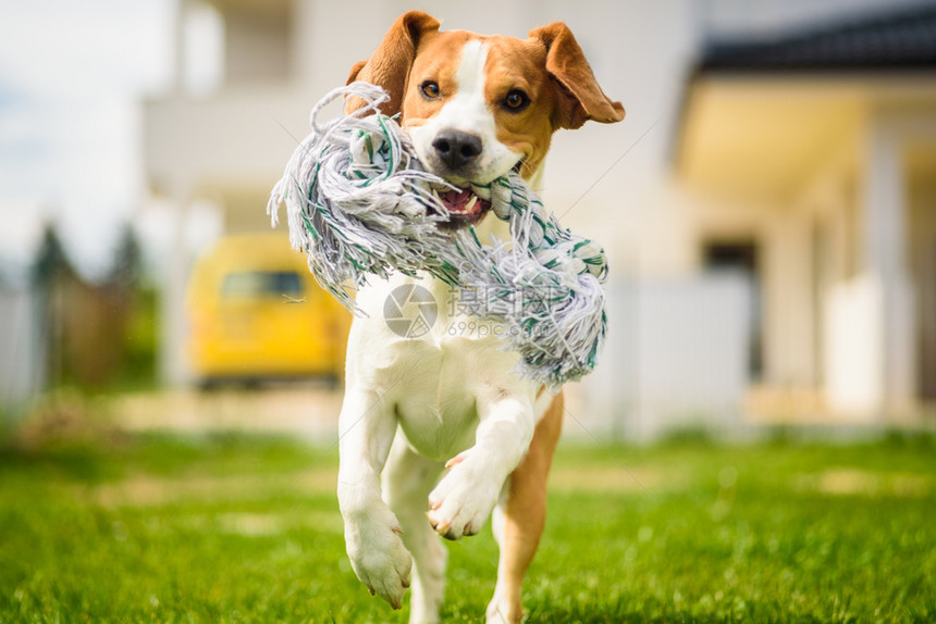 Beagle狗在室外用玩具跑向相机图片