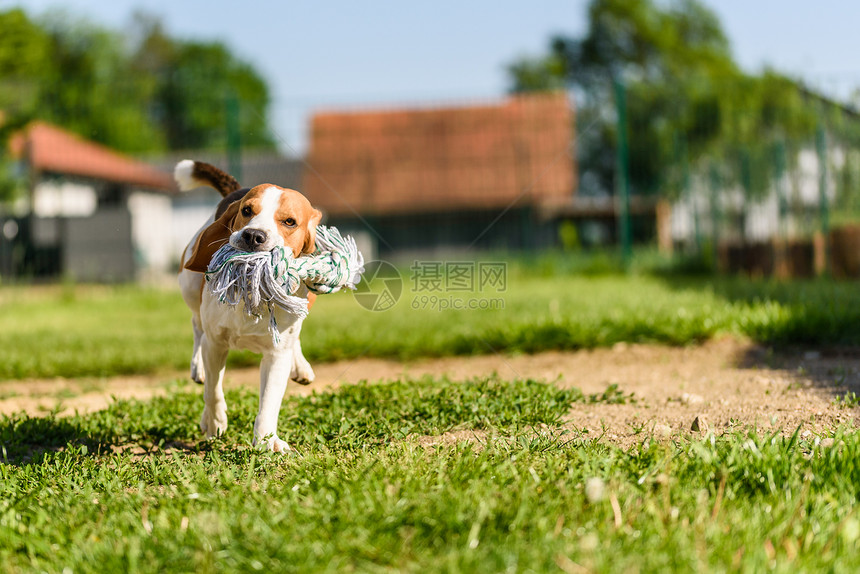 Beagle狗在户外与玩具一起奔向摄像头图片