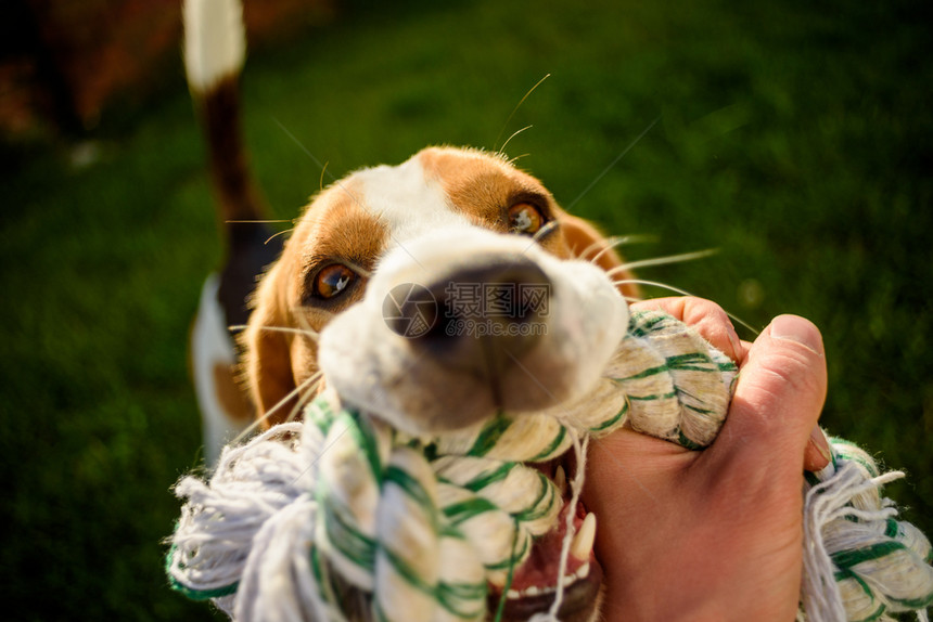 小猎犬拉玩具和拔河游戏小猎犬玩具图片