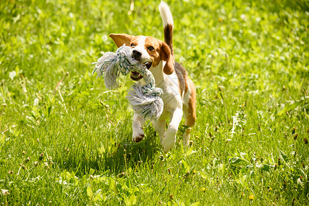 小比格尔狗在阳光明媚的夏日与宠物玩具在绿色花园中跑来去比格尔狗来去玩图片