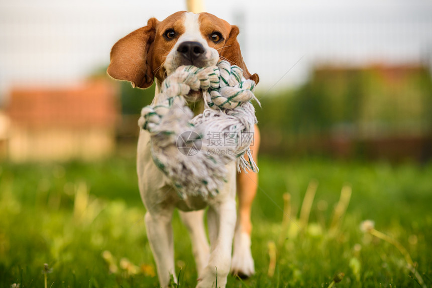 Beagle狗跳起来带着玩具在室外跑向相机Dog运行乐趣图片