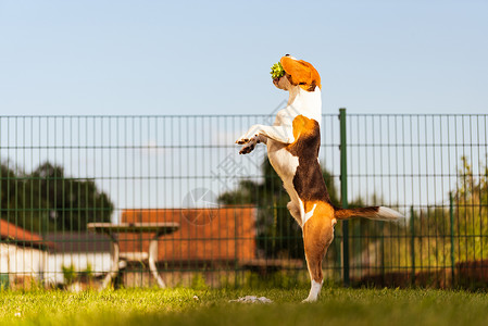 Beagle狗在绿色花园公里跳着玩Dog跑着Beagle玩着跳图片
