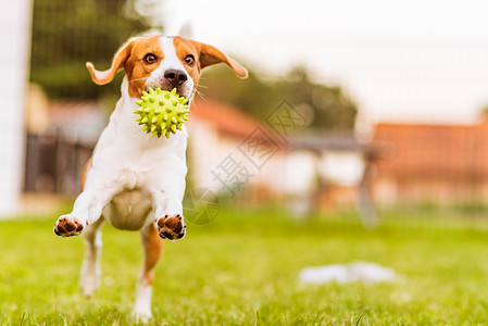 Beagle狗在绿色花园公里跳着玩Dog跑着Beagle玩着跳背景图片