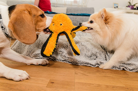 狗叮当和吐司克林打架争夺一个黄色章鱼玩具室内乐趣背景图片
