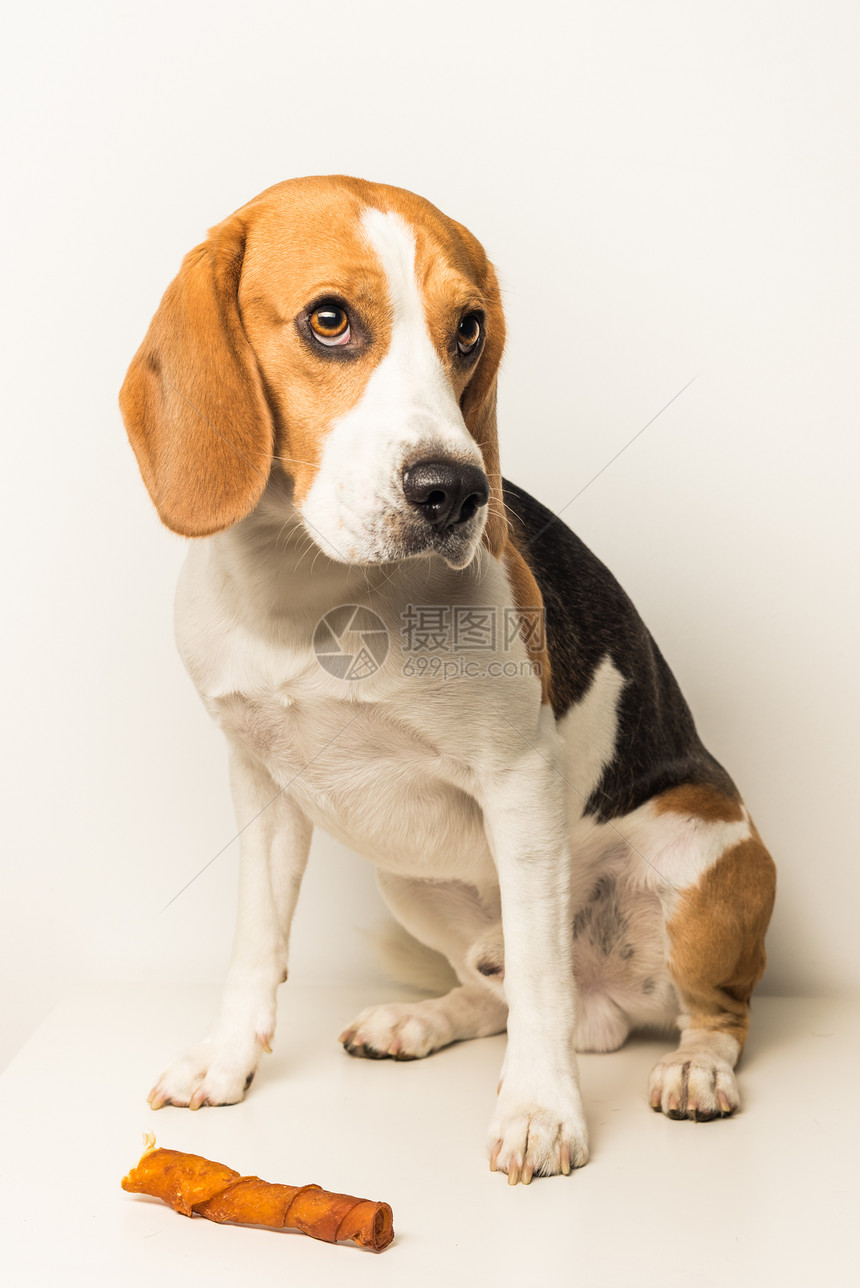 DogBeagle悲伤的眼睛坐在白色背景上图片