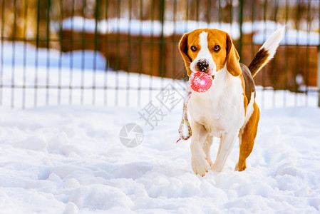 狗与球奔跑快乐的鸟狗与球在雪上奔跑图片