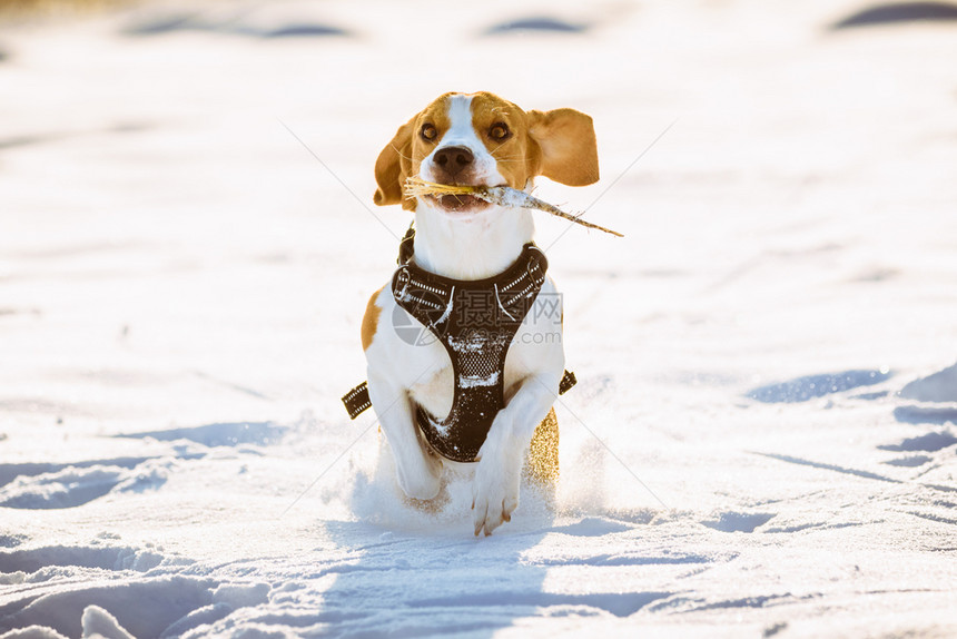 Beagle狗在雪中玩比格尔游戏图片