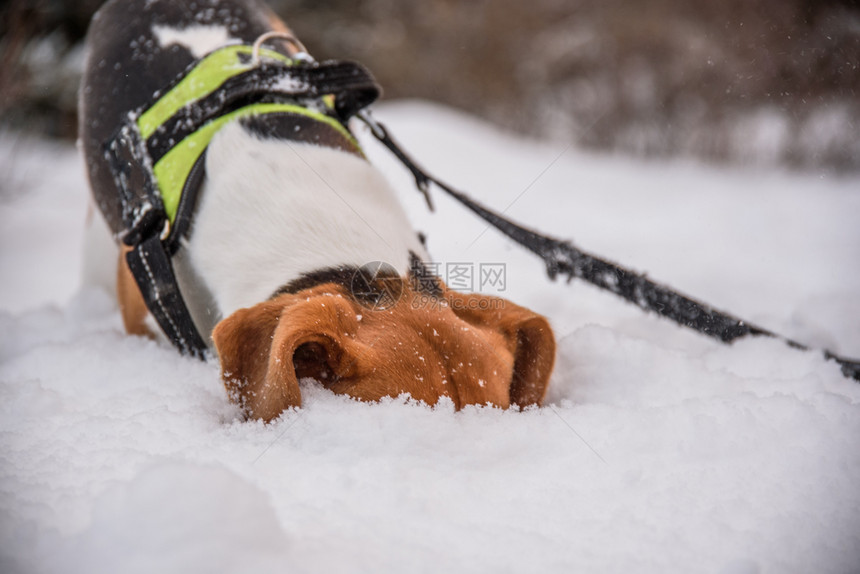 比格尔狗头在深雪中图片