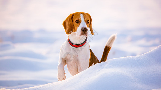 户外雪地里的比格犬站在摄像机前看着微微右转户外雪地里的小猎犬背景图片