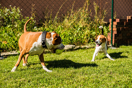 斯塔福德郡小猎犬阿姆斯塔夫犬和一只小猎犬和一个球在花园里奔跑美国斯塔福德郡猎犬阿姆斯塔夫狗在花园里玩耍斯塔福德郡猎犬阿姆斯塔夫狗背景图片