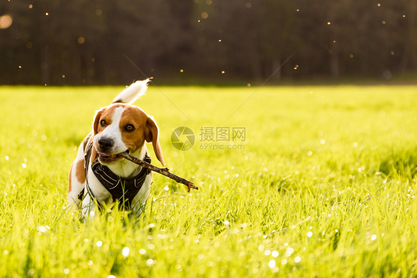 野外的狗草地上的拿着棍子站在草地上野外的狗图片