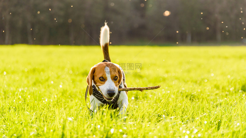 野外的狗草地上的拿着棍子站在草地上野外的狗图片