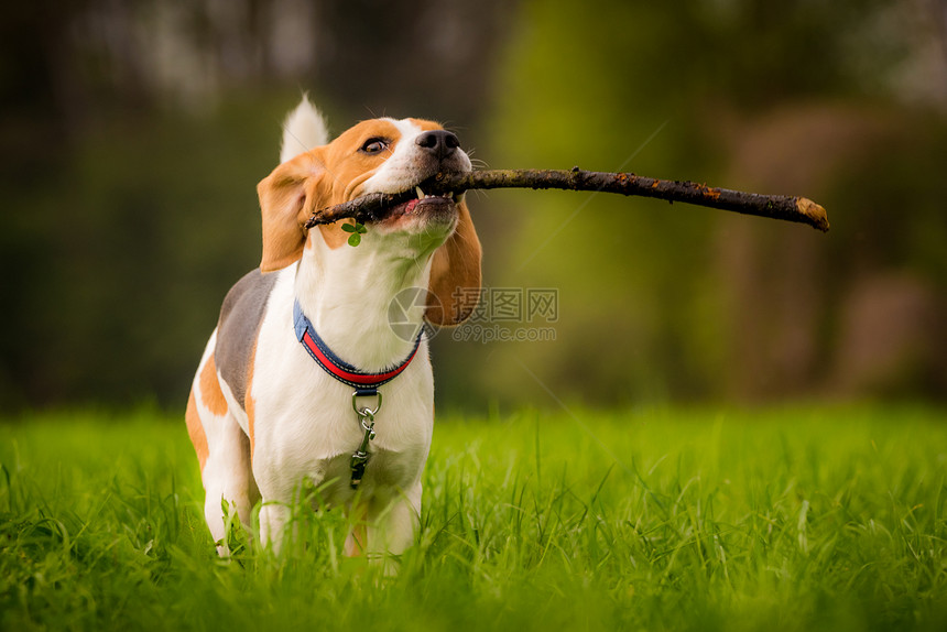 弹簧时在绿地上用棍棒子的狗在野地上用棍子棒子图片