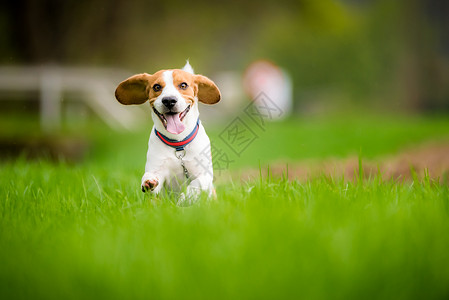 一个春天狗比格犬带着舌头在绿草地上跑来跑去小猎犬在绿野中奔跑背景图片