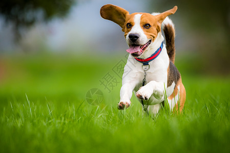 一个春天狗比格犬带着舌头在绿草地上跑来跑去小猎犬在绿野中奔跑图片