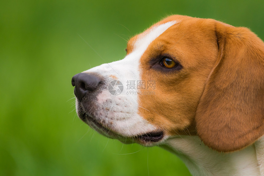 DogBeagle头像左侧写在绿色背景的户外在自然封闭中狗户外画像图片