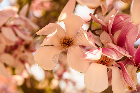 粉木兰花树图片