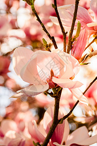 粉木兰花树图片