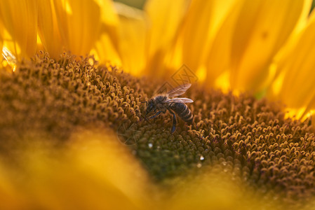 田地向日葵上的蜜蜂图片