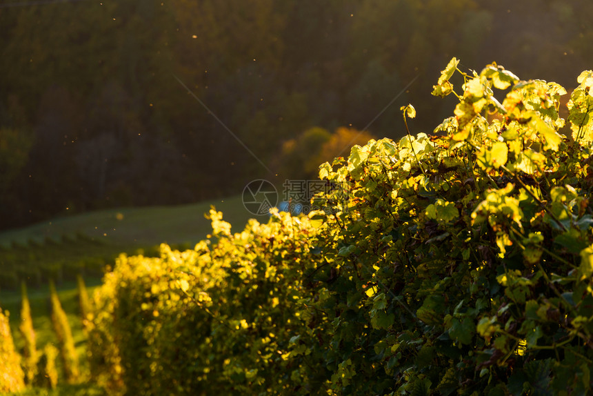 南施蒂里亚的秋天草原田地奥斯蒂里亚的日落南部施蒂里亚的秋天草原作物旅游点图片