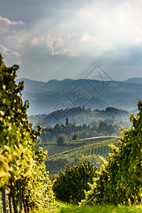 南锡里雅酒国旅游点葡萄园成熟前的作物图片
