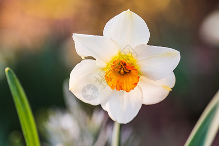 花朵在春天的外出自然背景选择焦点花朵外出春天的花朵外出图片