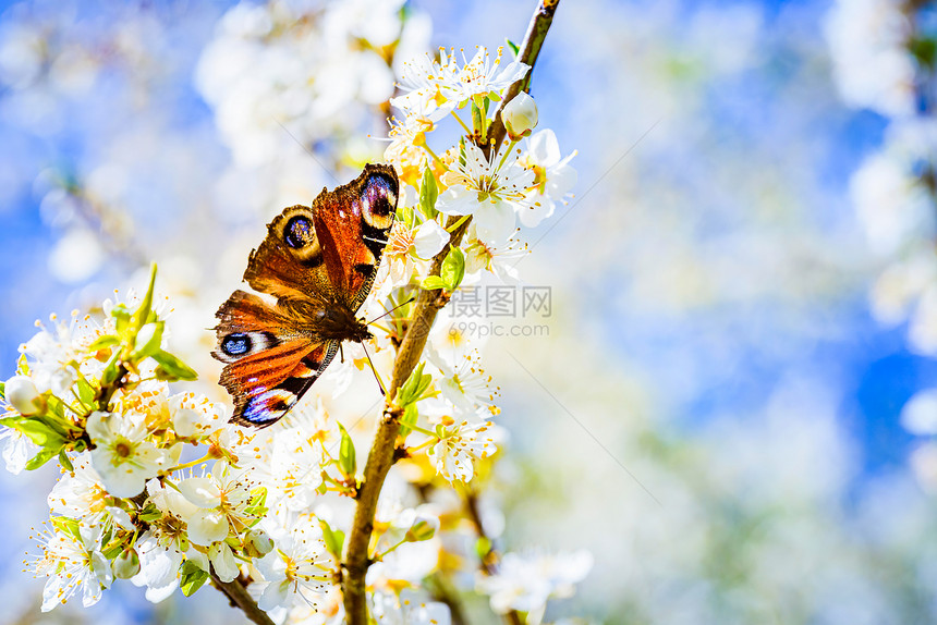 一只蝴蝶在白樱桃树的花朵上传播粉的近距离照片对环境生态可持续很重要复制空间一只蝴蝶的近距离照片和白樱桃树的花朵上传播粉图片