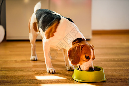 狗吃碗里的罐头食物狗吃罐头食物图片
