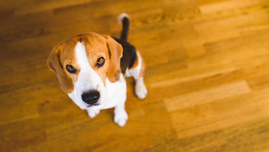 Beagle狗坐在木地板上仰望着悲伤的眼睛宠物模仿着空间背景Beagle狗坐在木地板上仰望着悲伤的眼睛背景图片