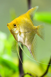 水中的全氟辛基磺酸黄天使鱼背景水中的全氟辛基磺酸黄天使鱼背景图片