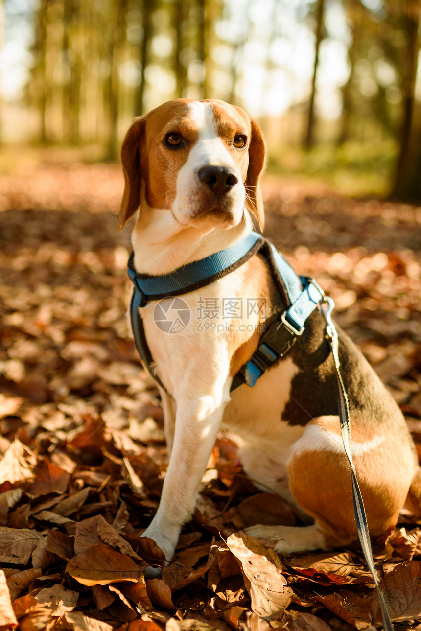 在阳光明媚的秋天森林里一只小狗警示的猎犬肖像听到树林的声音森里狗阳光明媚秋天森林里一只小狗警示的猎犬肖像听树林的声音图片