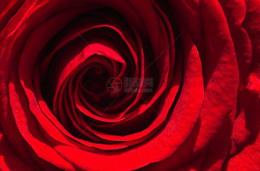 红玫瑰在自然太阳中的近距离宏观镜头Floral背景红玫瑰在自然太阳中的近距离宏观镜头图片