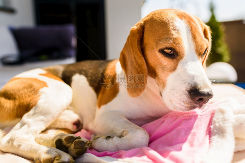 猎犬比格犬睡在户外的花园沙发上犬类概念猎犬比格犬睡在户外的花园沙发上图片