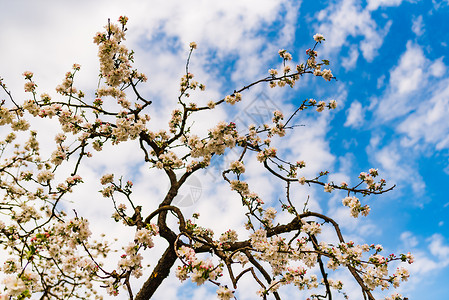 空白花素材照片来自苹果树开花的早午餐和蓝天空背景的白花季节背景照片来自蓝天空背景的白花开苹果树早午餐和蓝天空背景的白花背景