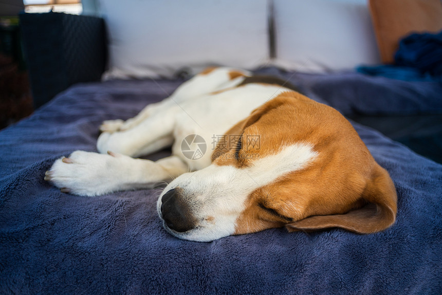 猎犬比格犬睡在户外的花园沙发上犬类概念猎犬比格犬睡在户外的花园沙发上图片