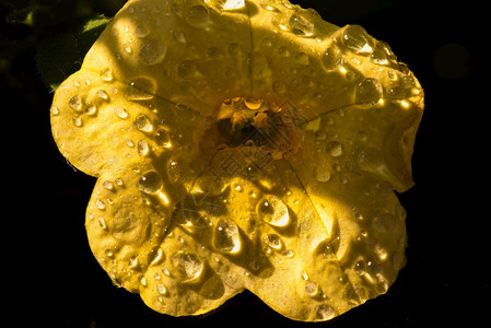 春天的黄色花朵底有雨滴详细宏观照片春天的黄色花朵底有雨滴图片