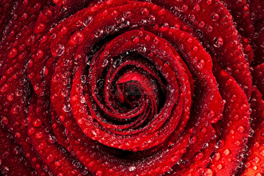 紧的宏观镜头在自然太阳下着水滴的湿红玫瑰中Floral背景紧的宏观镜头在自然太阳下着水滴的湿红玫瑰中图片