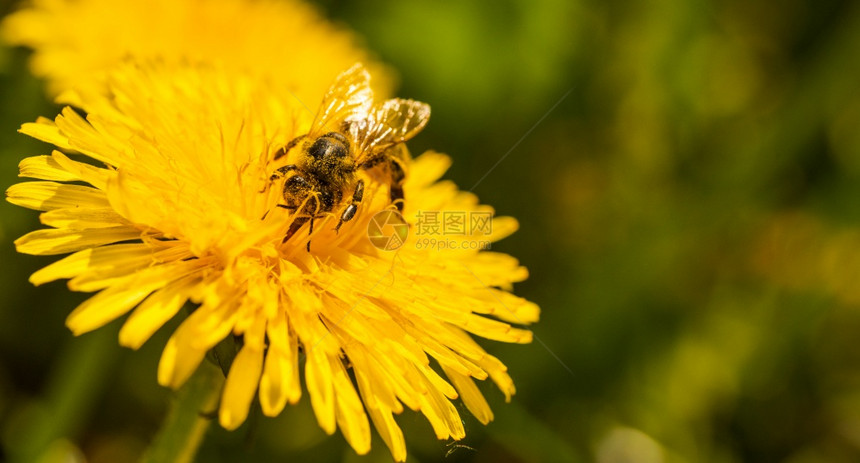 蜜蜂被黄色花粉覆盖从dandelion花朵中收集蜜对环境生态可持续很重要复制空间对环境生态可持续很重要图片