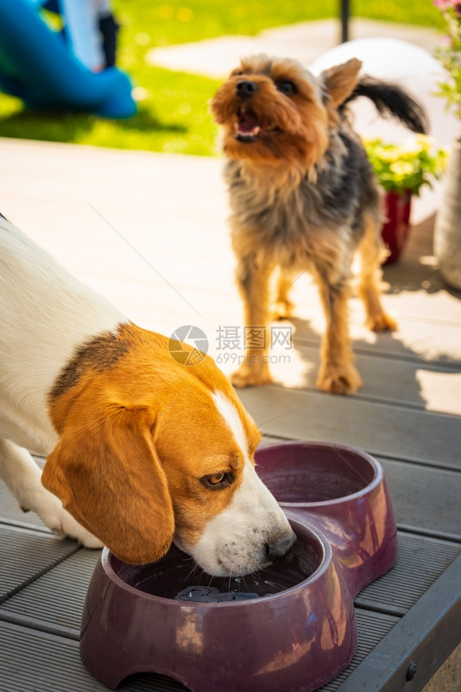 Beagle狗饮用水在夏日阳光下躲藏的草荫冷却来夏天背景对日炎热的厌倦了图片