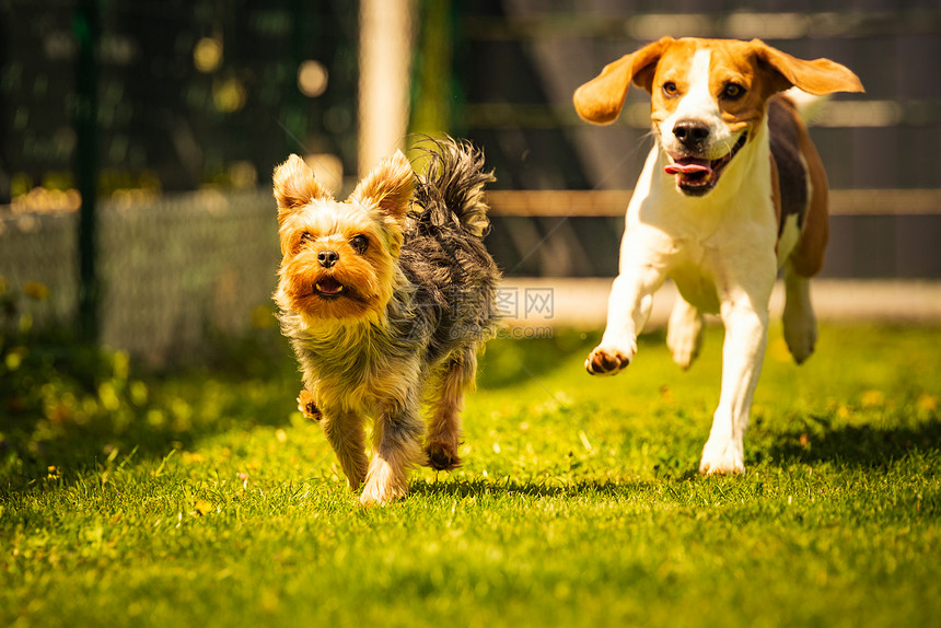 可爱的约克郡特瑞尔狗和小在后院里互相聊天与玩具一起奔跑和跳跃到相机上可爱的约克郡狗和小在后院里互相聊天图片