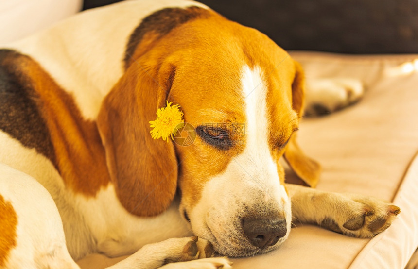 有趣的小狗睡在花园沙发上耳后有花朵狗背景图片